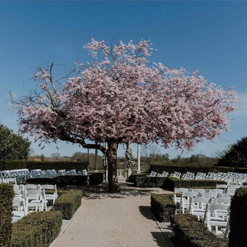 Froyle Park's iconic Cherry Blossom tree in full bloom in front of the ceremony dome